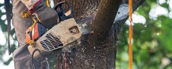 Reliable New Rochelle, NY Tree Services Solutions