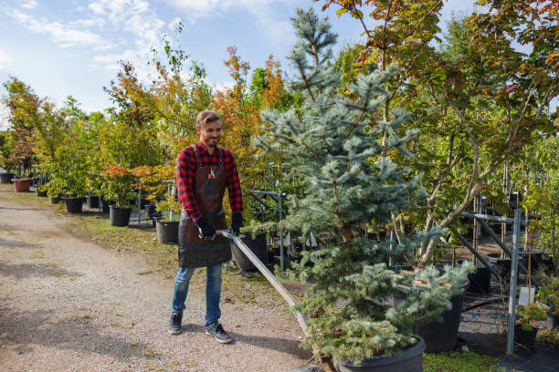 How Our Tree Care Process Works  in  New Rochelle, NY